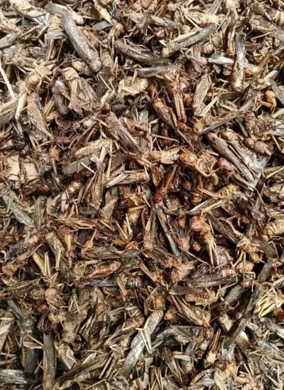 Exotic Pet Grasshopper Snacks