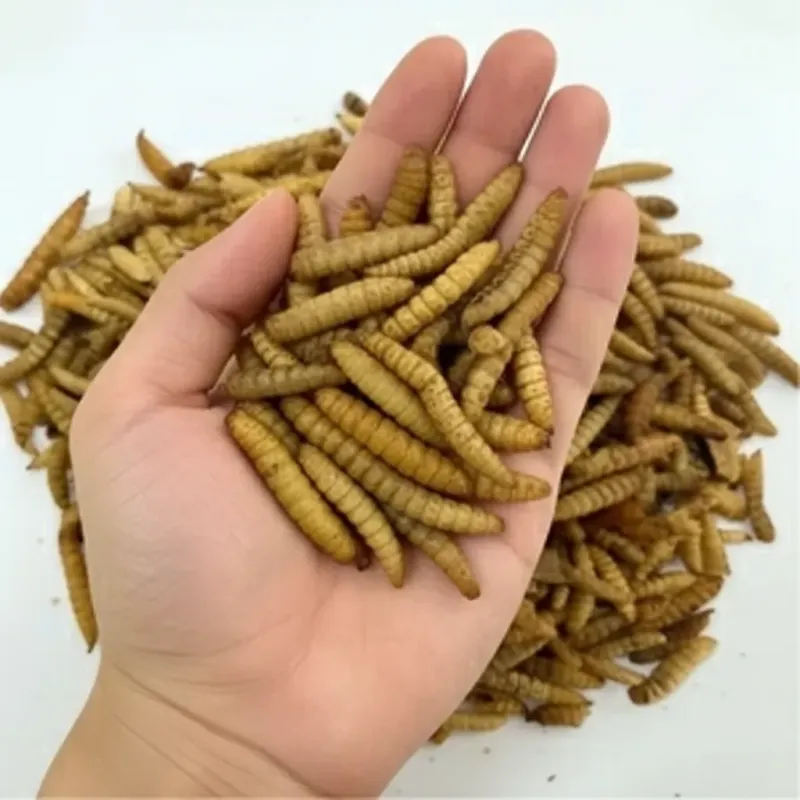 Freeze dried high calcium worms