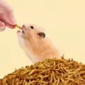 image thumbnail